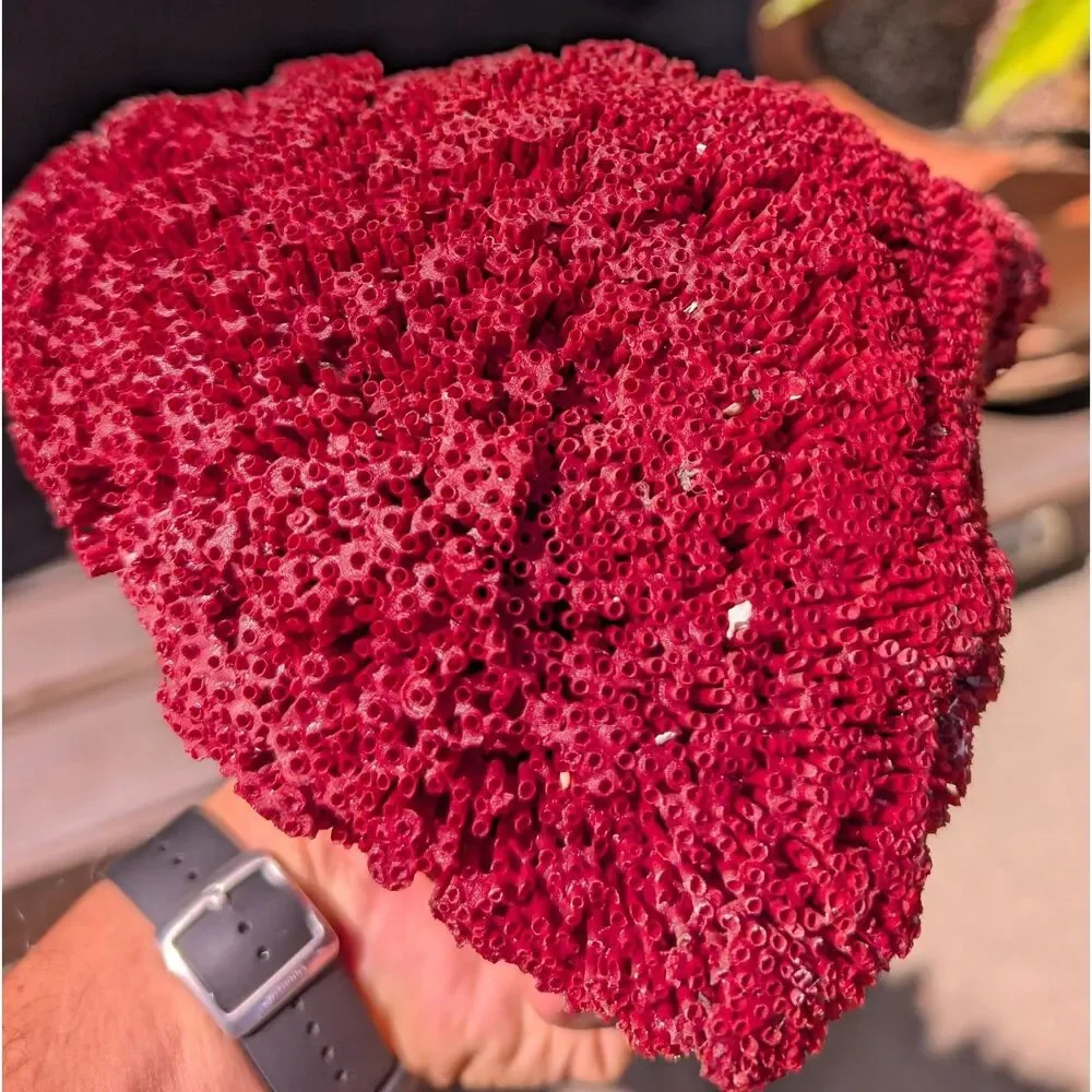 Natural Red Coral Specimen • Dense Tube Structure • Textured Reef Display Piece